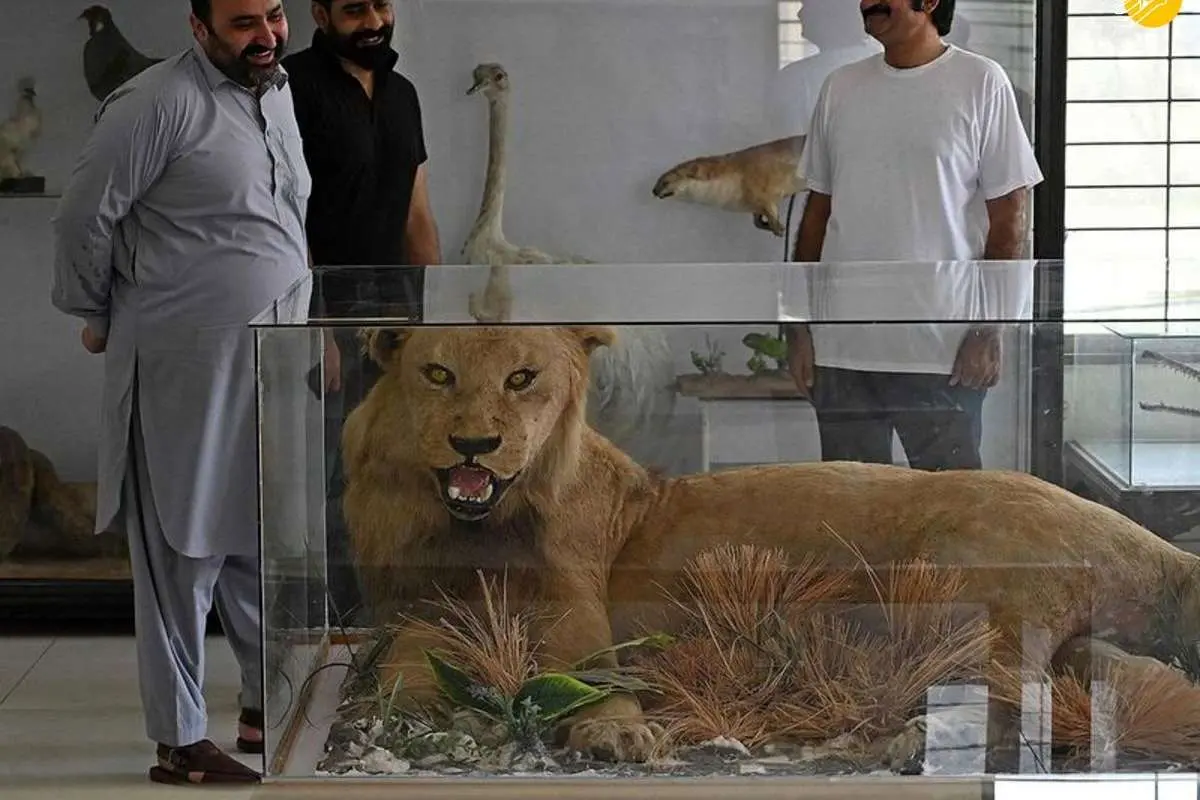 (تصاویر) تاکسیدرمی حیوانات خانگی پس از مرگ