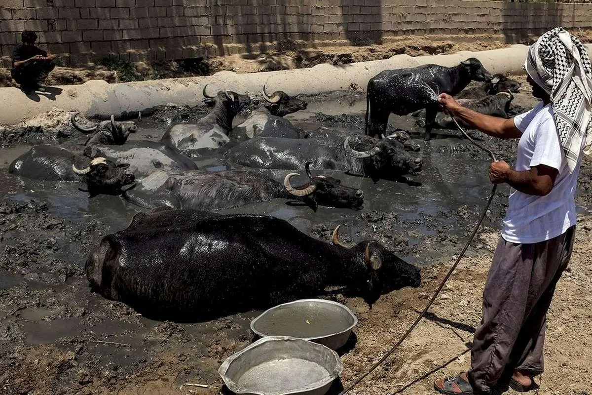 (تصاویر) مرگ و زندگی در هور