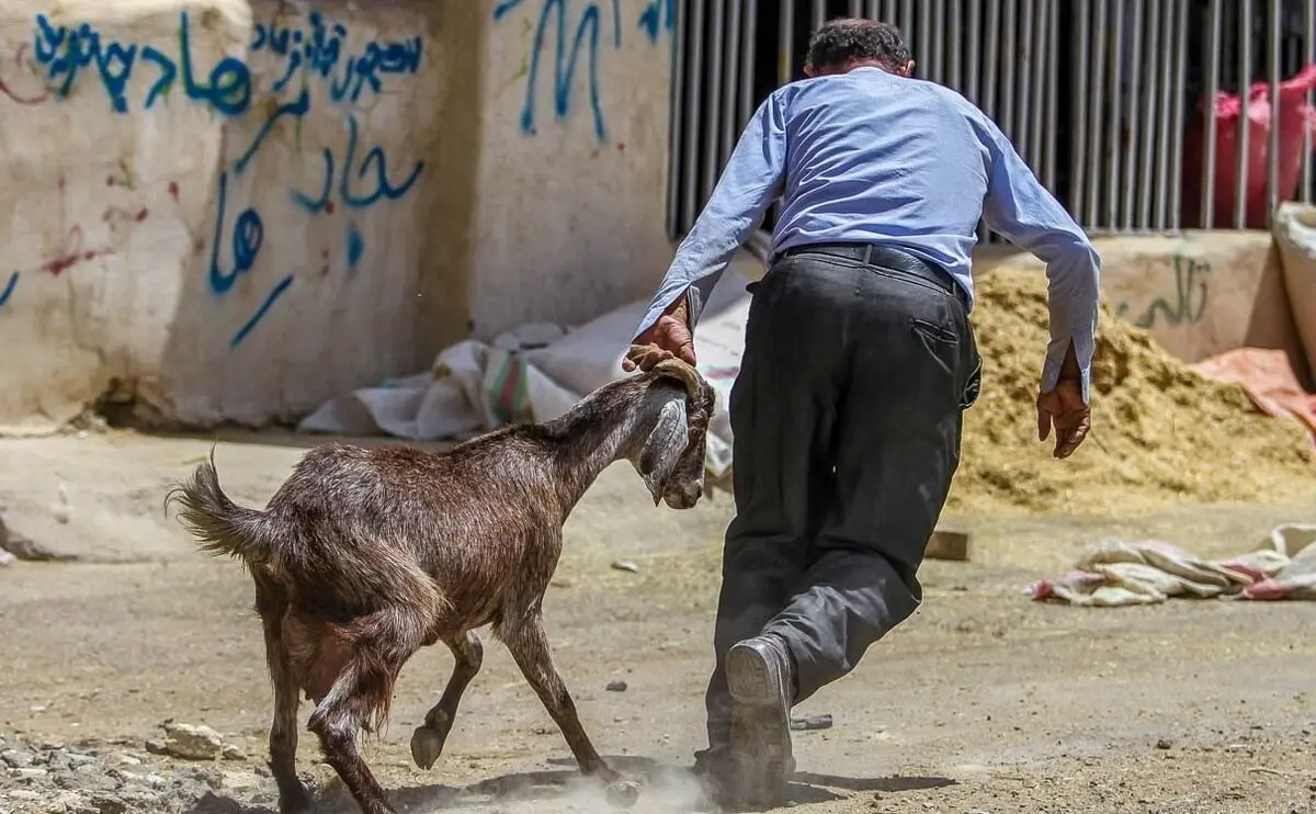 (تصاویر) بازار فروش دام در آستانه عید قربان