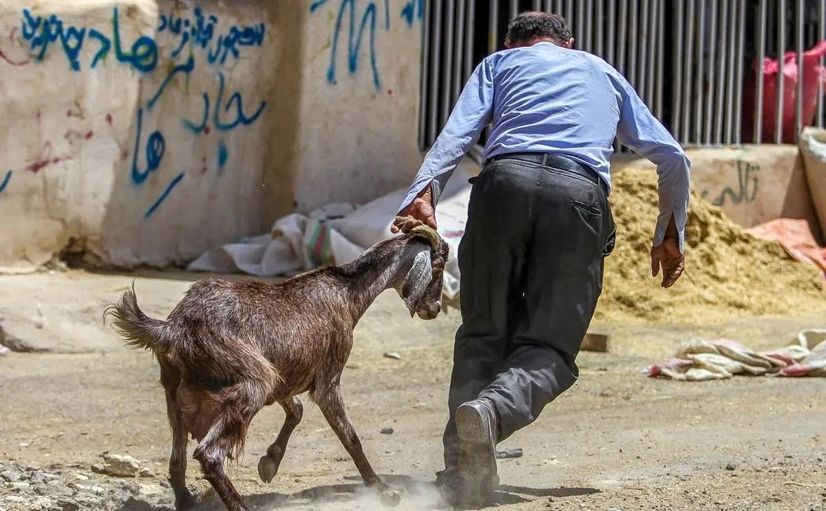 (تصاویر) بازار فروش دام در آستانه عید قربان