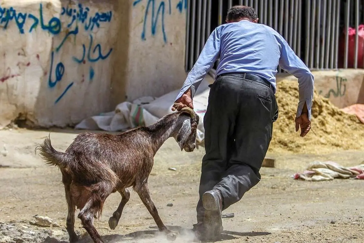 (تصاویر) بازار فروش دام در آستانه عید قربان