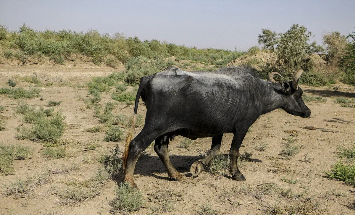 (ویدئو) روستای آخرالزمانی «کِسر» در خوزستان