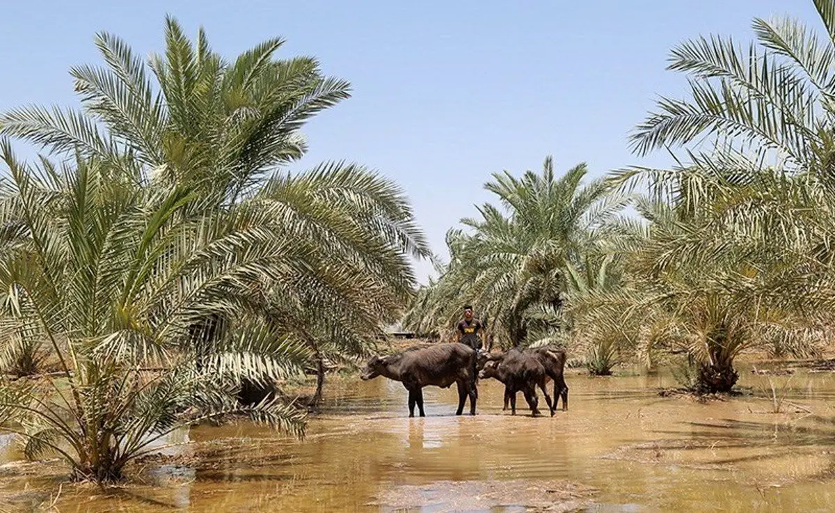 (تصاویر) بازگشت آب به منطقه میسان خوزستان
