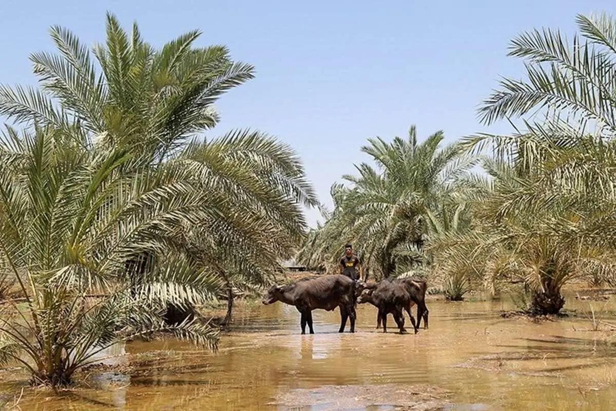 (تصاویر) بازگشت آب به منطقه میسان خوزستان