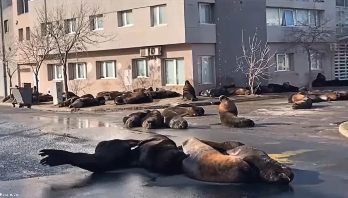 (ویدئو) پرسه شیرهای دریایی در خیابان!