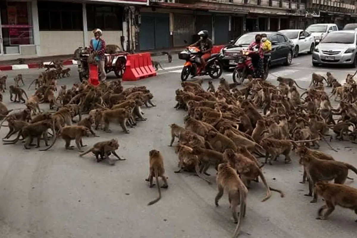 (ویدئو) جنگ داخلی میمونها یک خیابان را مسدود کرد!