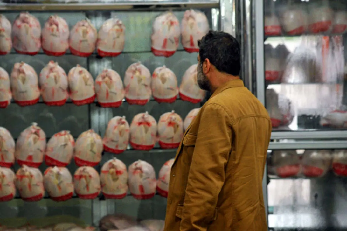 مرغ چند نرخی شد