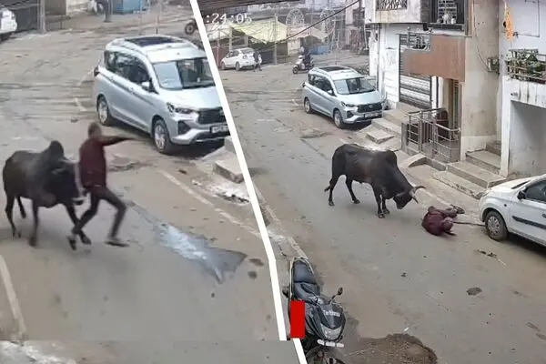 لحظه هولناک حمله گاو نر به مرد سالخورده
