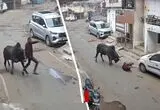 لحظه هولناک حمله گاو نر به مرد سالخورده
