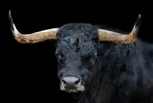 ببینید؛ حمله هولناک گاو به چند زن