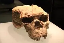 جمجمه‌ یک میلیون ساله ای که تاریخ بشر را زیر و رو کرد