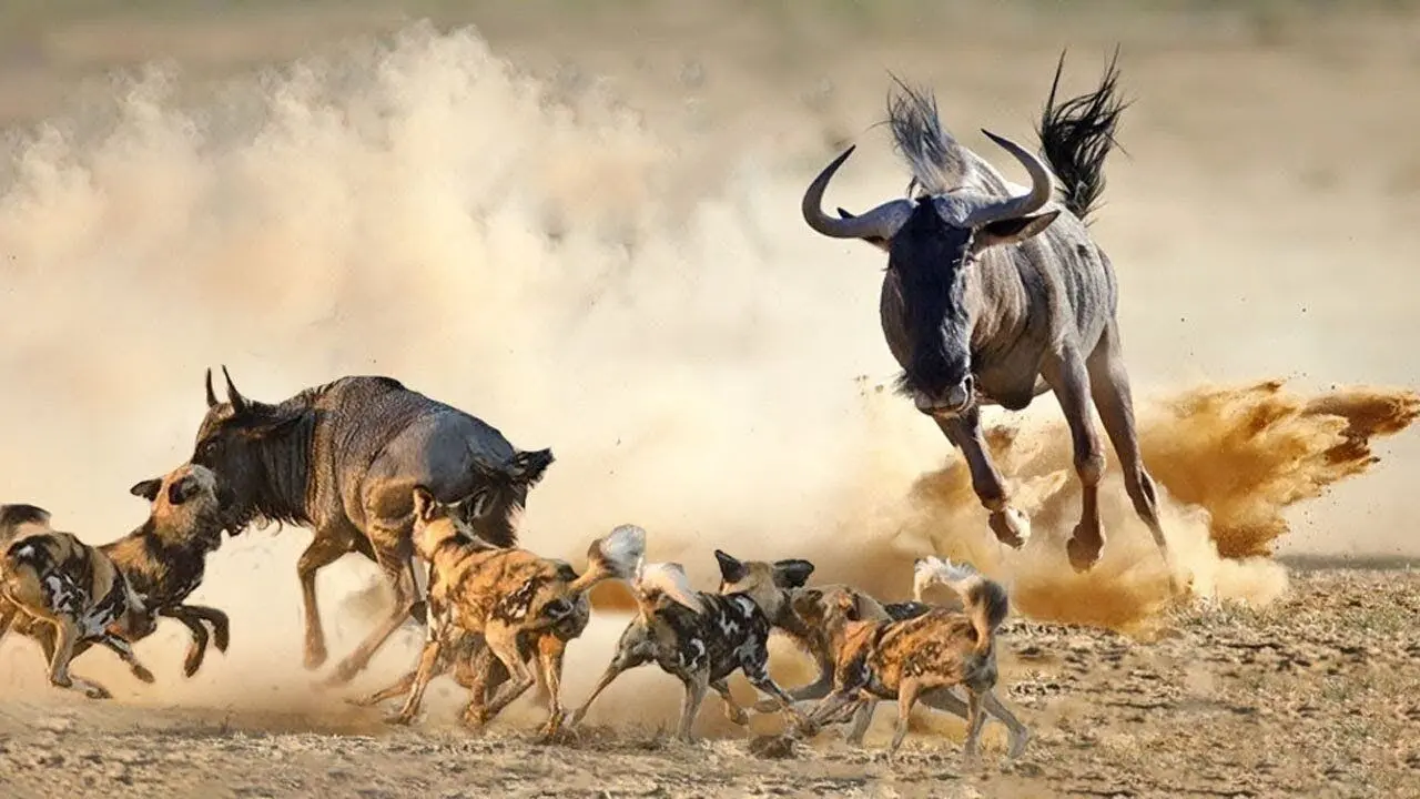 حمله بی‌رحمانه سگ‌های وحشی به بچه گوزن یالدار 