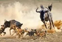 حمله بی‌رحمانه سگ‌های وحشی به بچه گوزن یالدار 