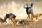 حمله بی‌رحمانه سگ‌های وحشی به بچه گوزن یالدار 