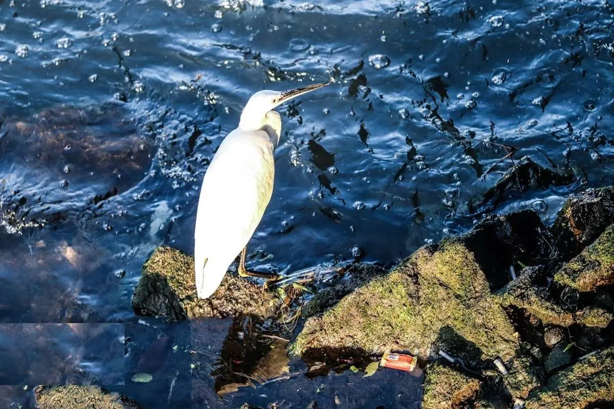 تصاویر؛ خزر در خطر
