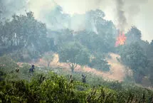 آتش زدن عمدی جنگل‌ها مجازات سنگینی دارد/ ۳ تا ۱۰ سال حبس را به دنبال خواهد داشت
