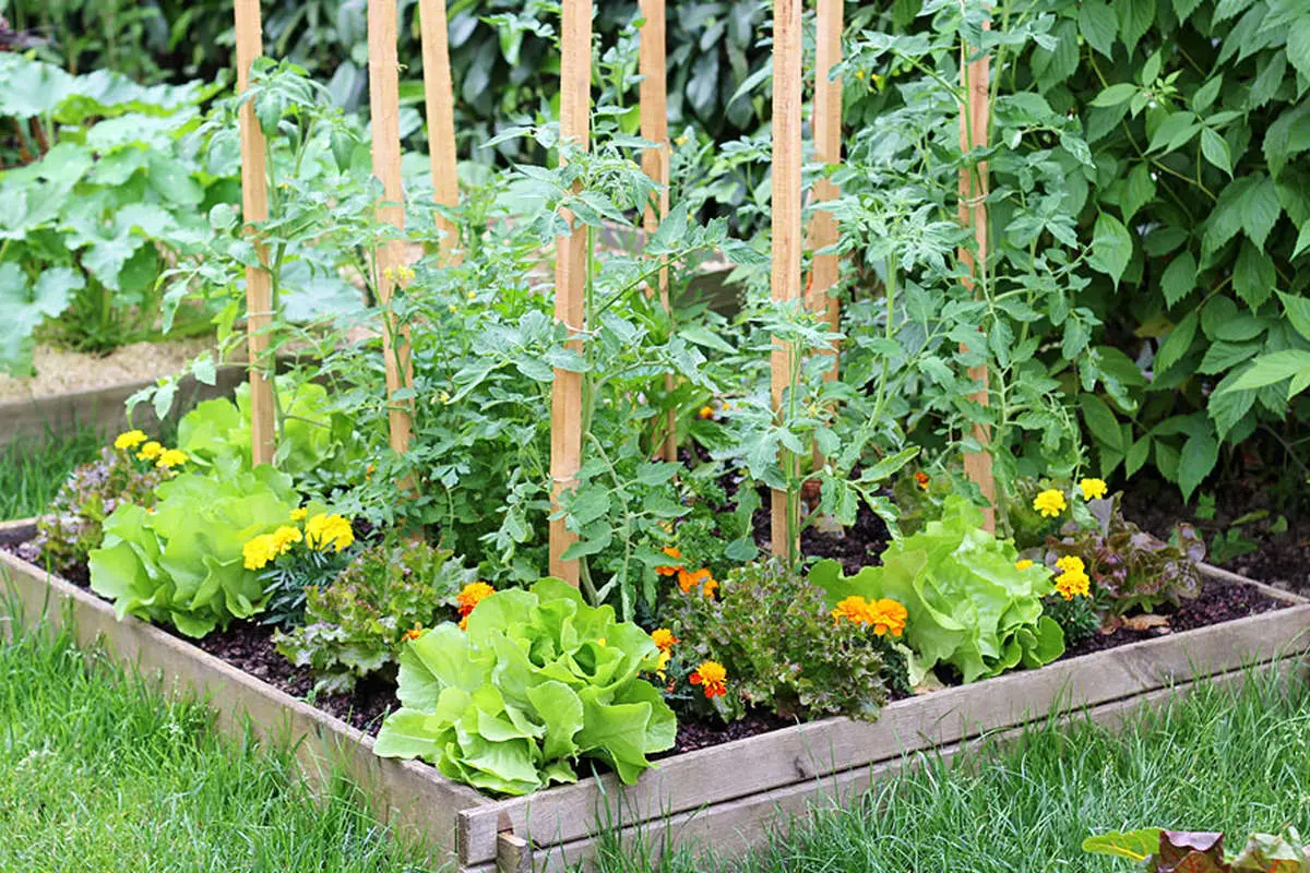 چگونه یک باغچه سبزیجات سبز و پربار بکاریم؟