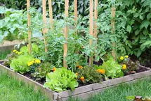 چگونه یک باغچه سبزیجات سبز و پربار بکاریم؟