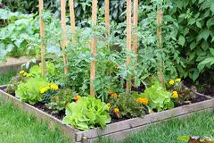 چگونه یک باغچه سبزیجات سبز و پربار بکاریم؟