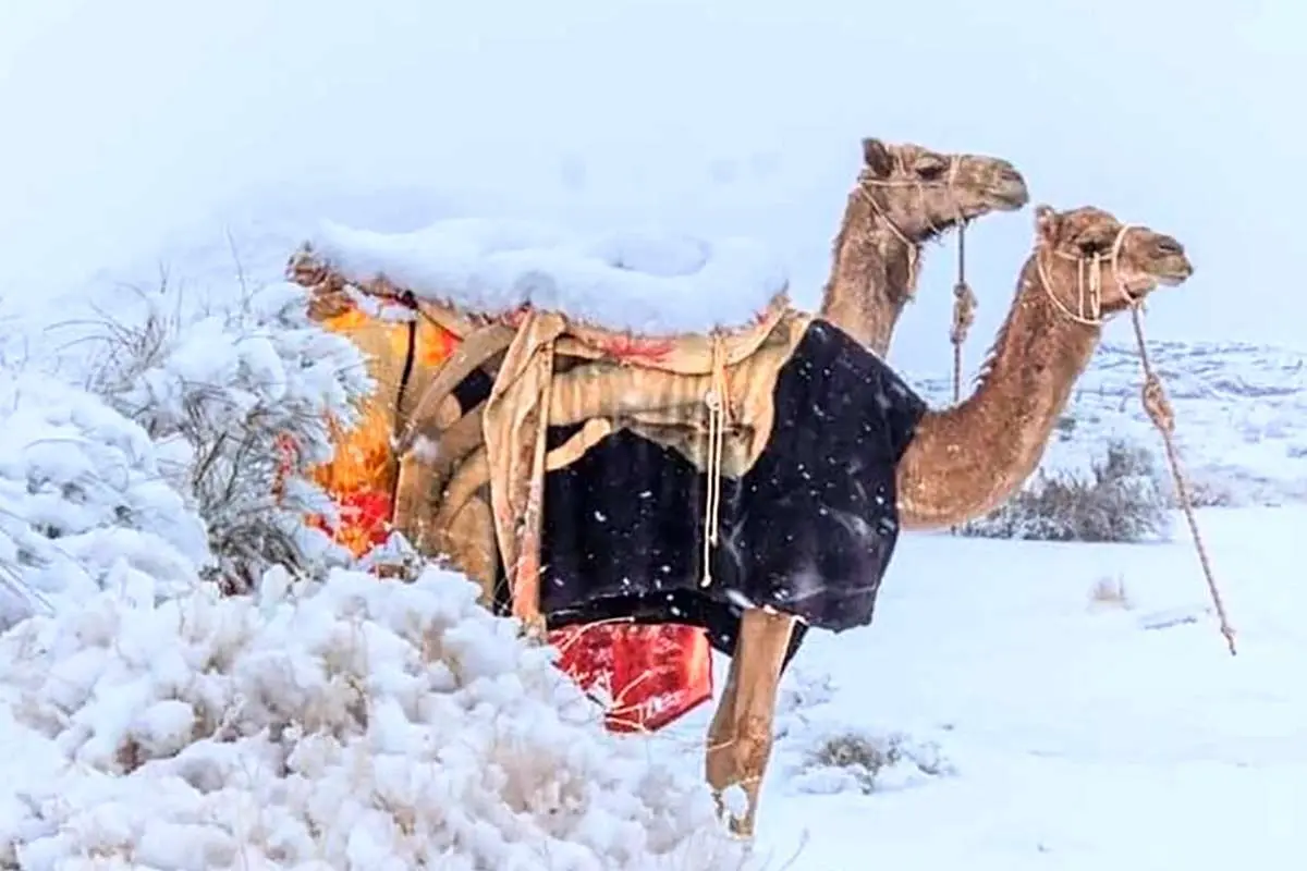 (ویدئو) آوازخوانی عربستانی‌ها در برف