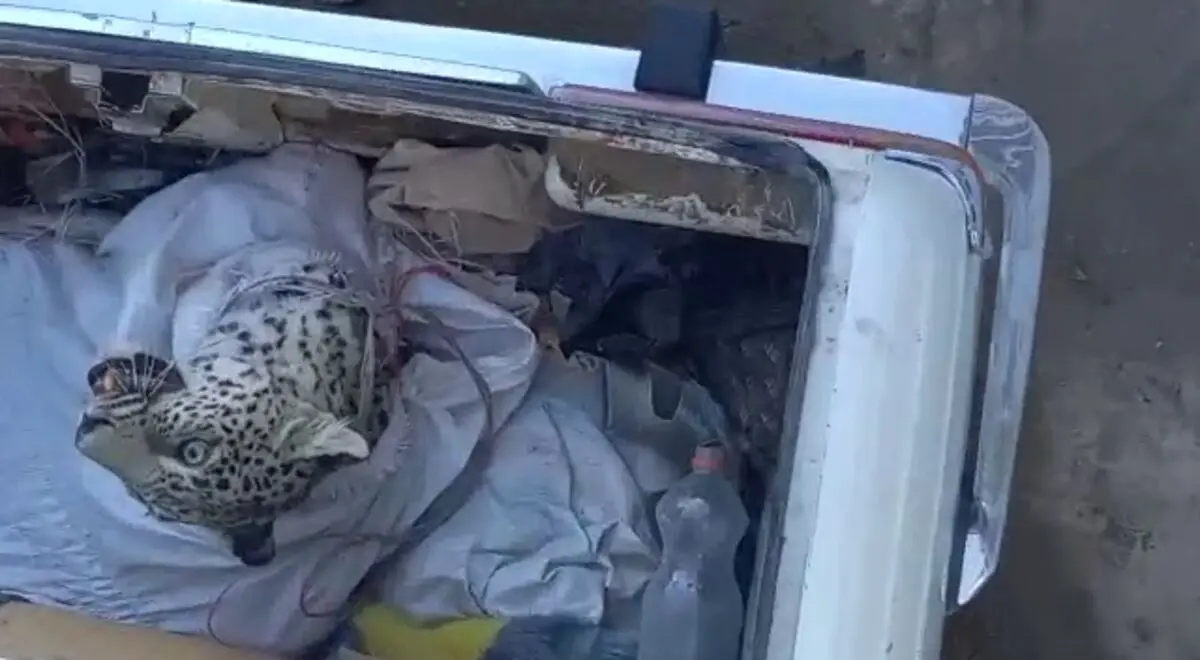 (ویدئو) زنده گیری پلنگ ایرانی در گاوداری!