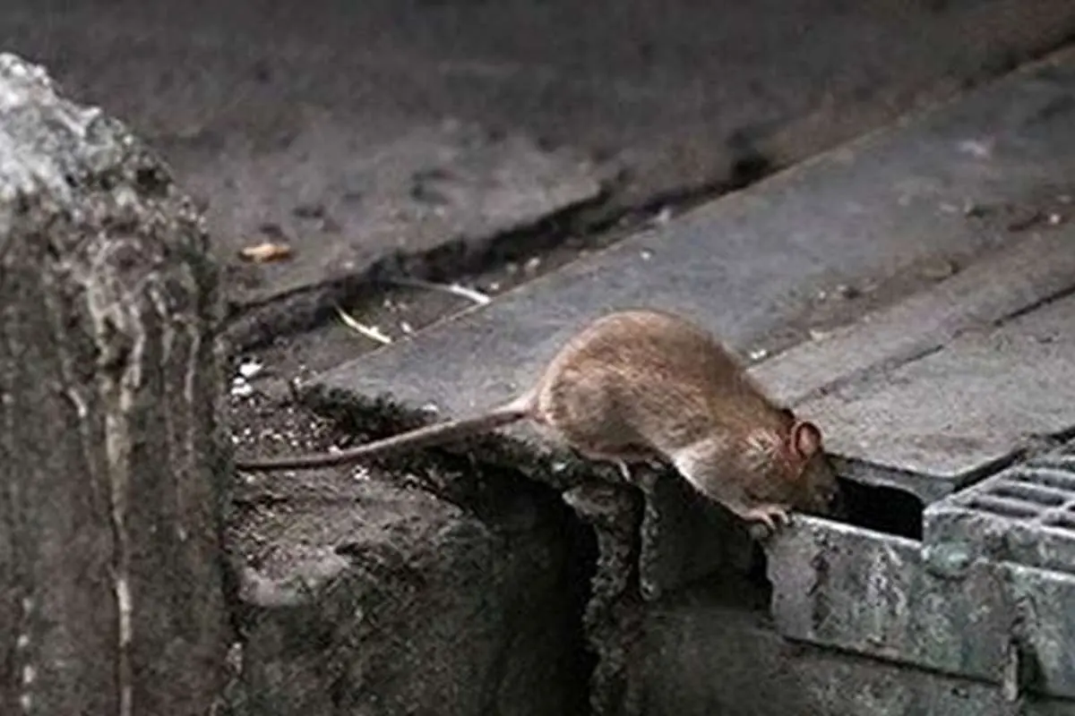 (ویدئو) موشهای فاضلاب روی درخت در خیابان طالقانی تهران!