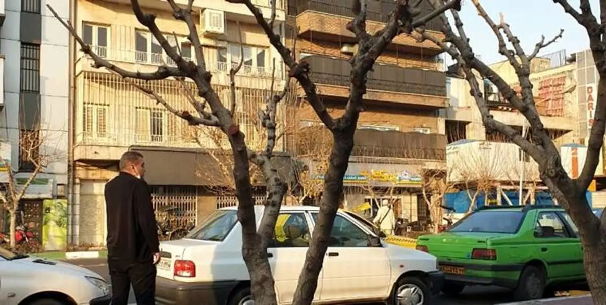 یک توضیح درباره موش‌های درختی خیابان طالقانی
