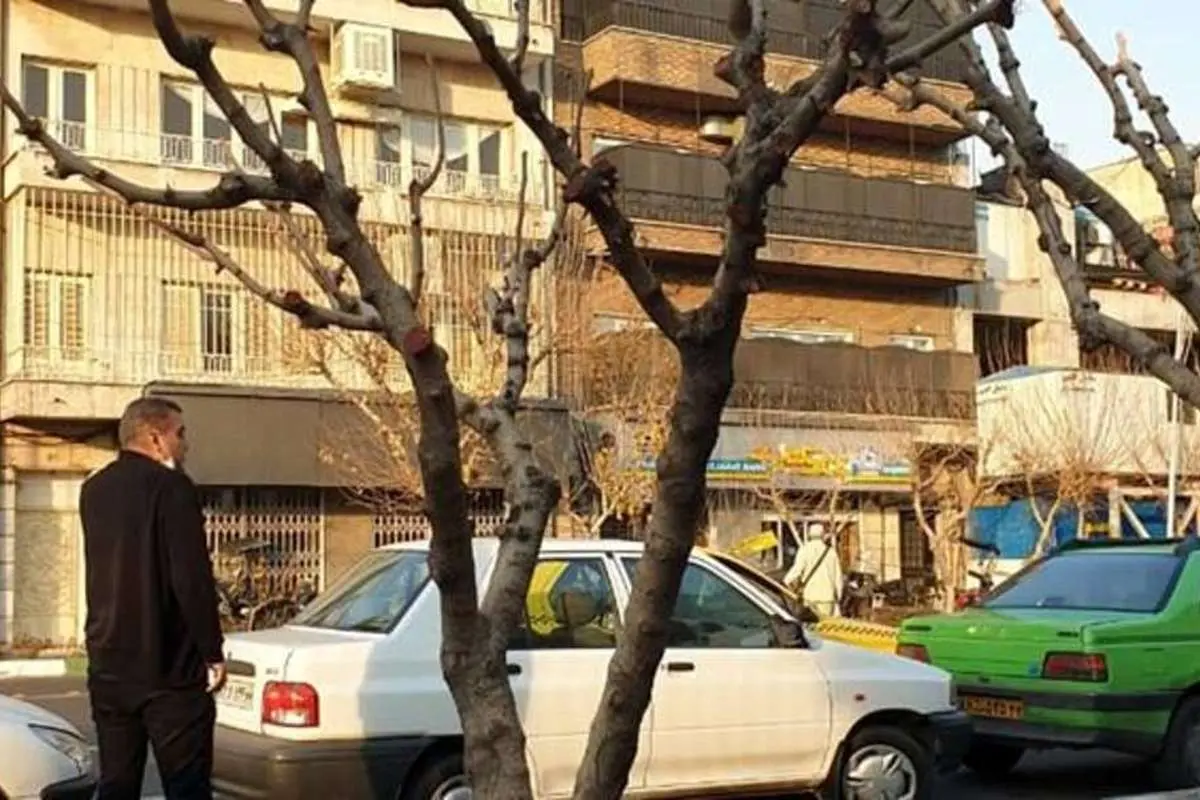 یک توضیح درباره موشهای درختی خیابان طالقانی