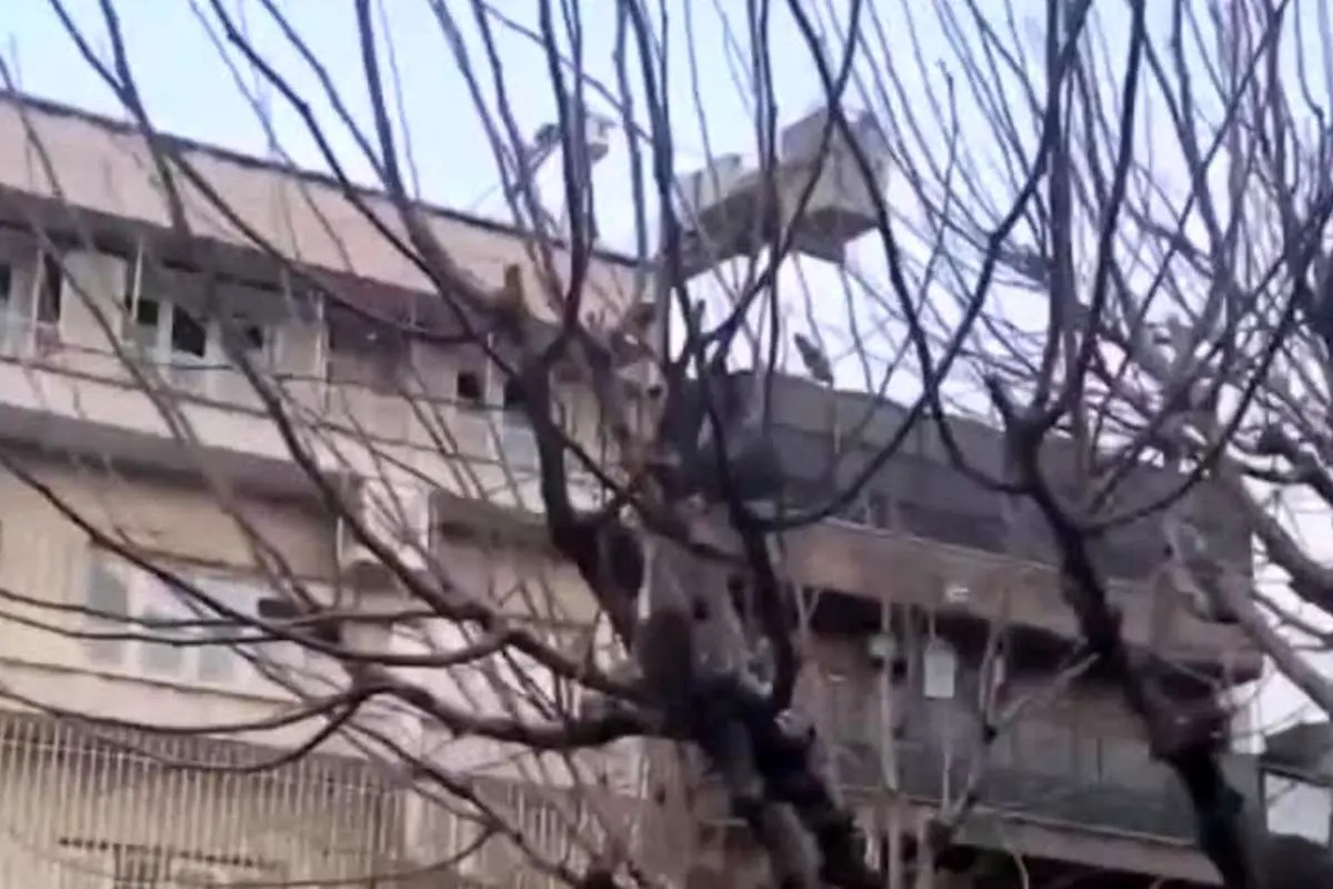 جزئیات جدید از ماجرای موشهای درختی تهران