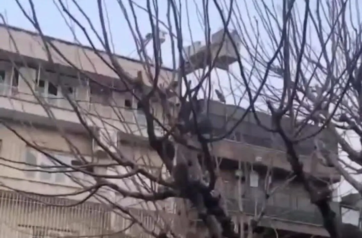 جزئیات جدید از ماجرای موش‌های درختی تهران