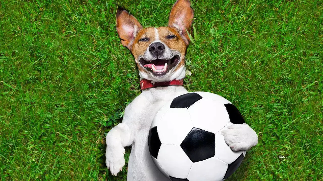 ببینید؛ حضور سگ بازیگوش در زمین فوتبال و تقلید از بازیکن مصدوم
