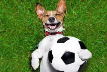 ببینید؛ حضور سگ بازیگوش در زمین فوتبال و تقلید از بازیکن مصدوم