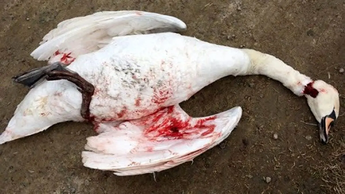 (ویدیو) ماجرای سربریدن ۴۰۰ قو در سرخرود مازندران