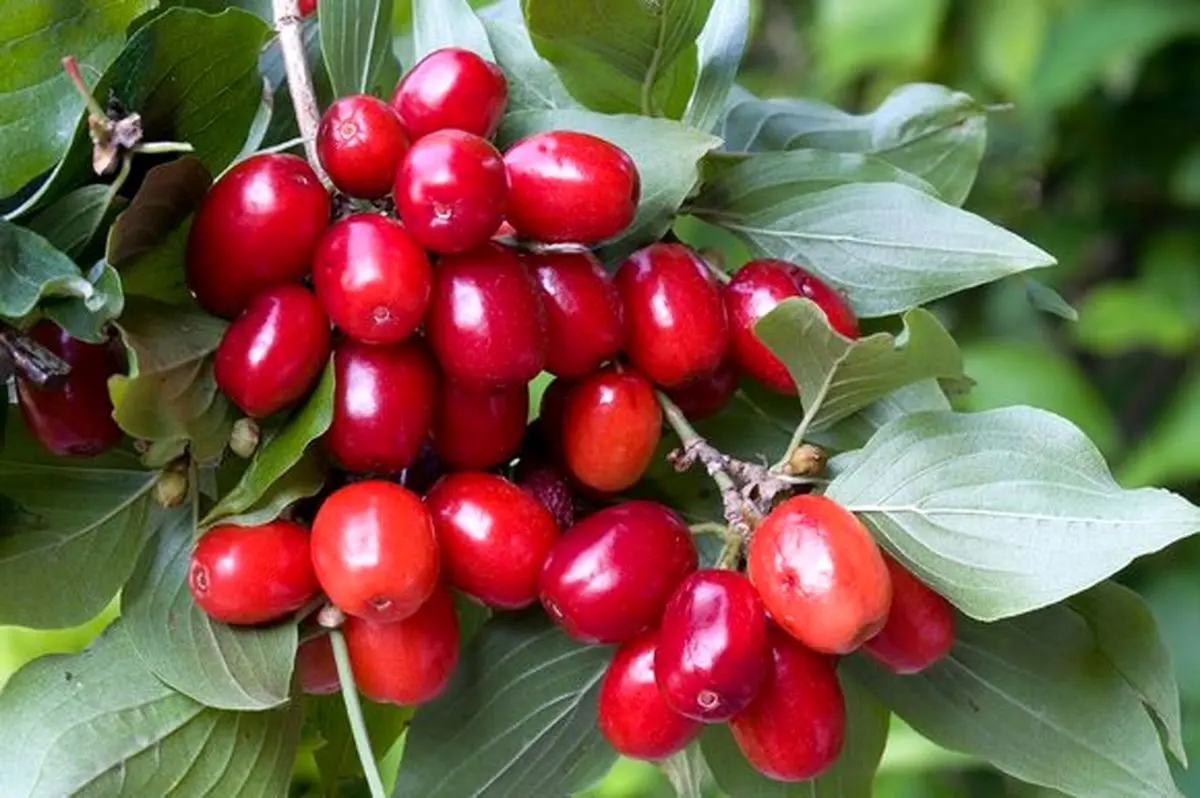 خوردن این پنج میوه شما را لاغر می‌کند!