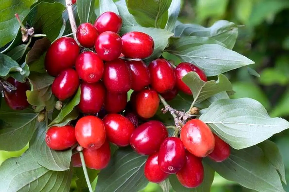 خوردن این پنج میوه شما را لاغر میکند!