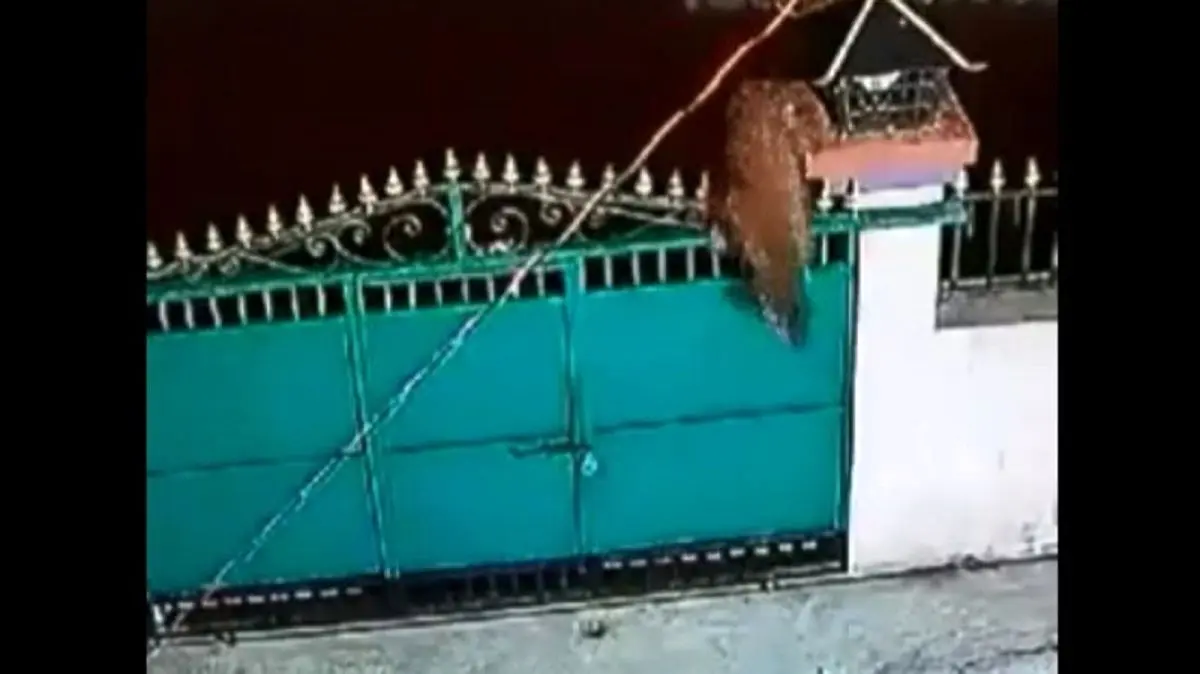(ویدئو) پلنگ یک سگ خانگی را در حیاط شکار کرد