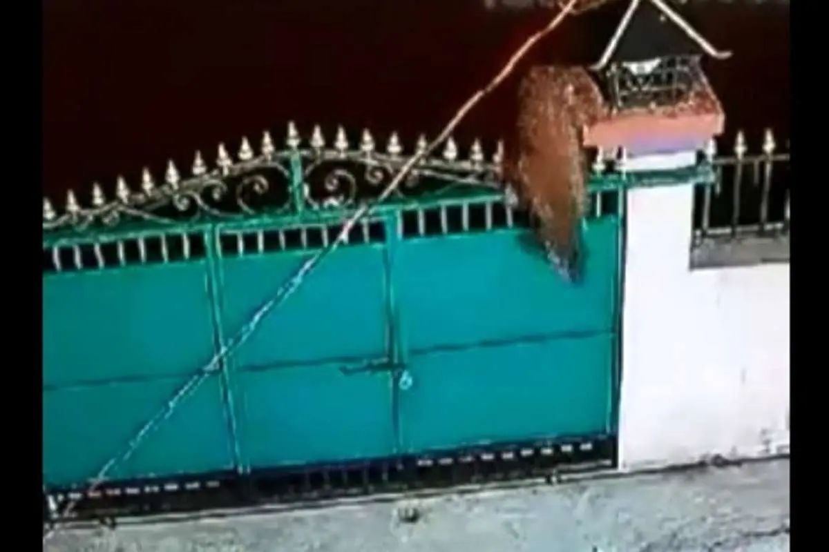 (ویدئو) پلنگ یک سگ خانگی را در حیاط شکار کرد