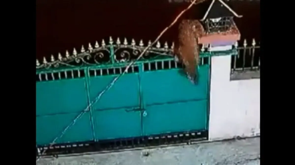 (ویدئو) پلنگ یک سگ خانگی را در حیاط شکار کرد