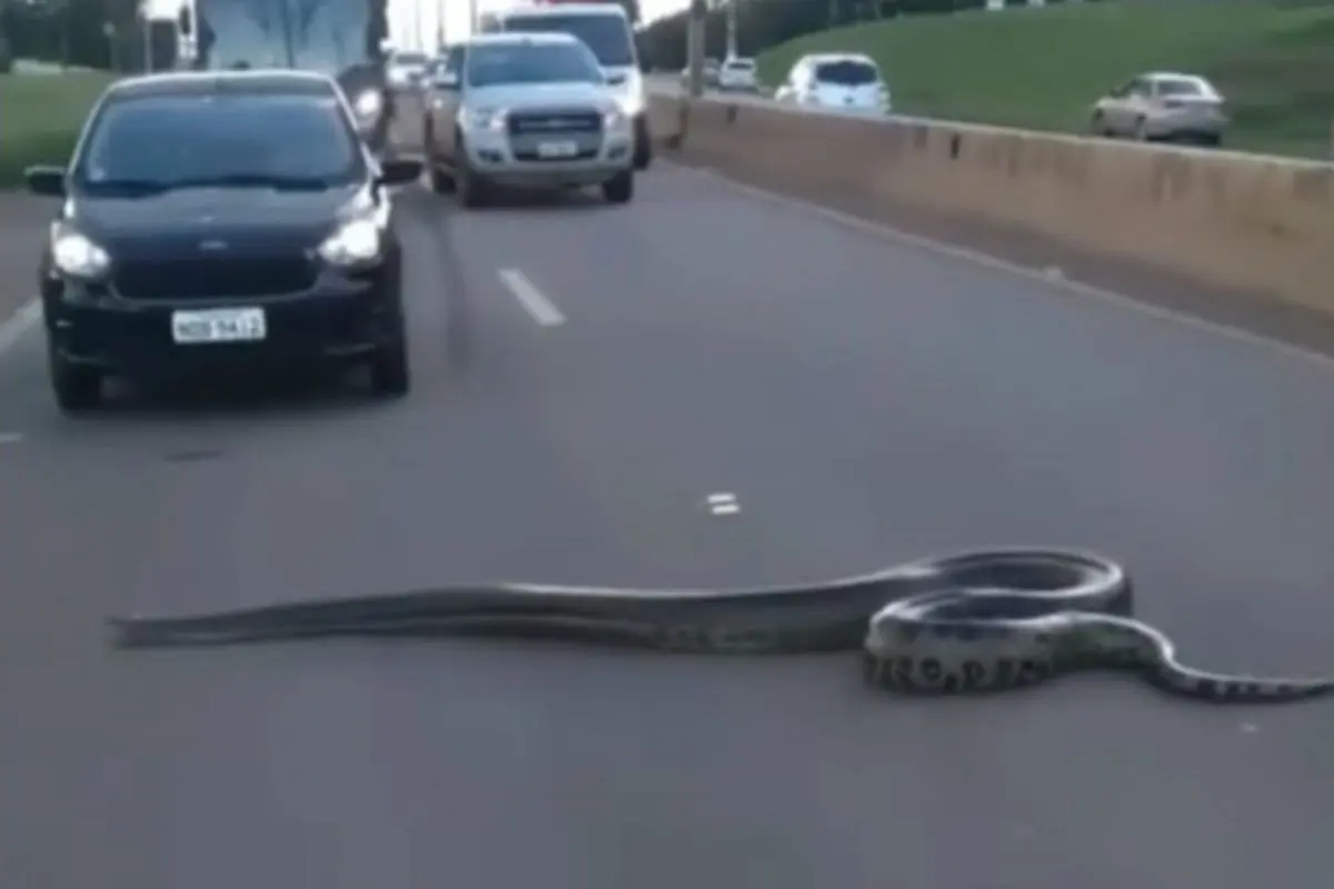 (ویدئو) لحظه عبور آناکوندای غول پیکر از جاده شلوغ