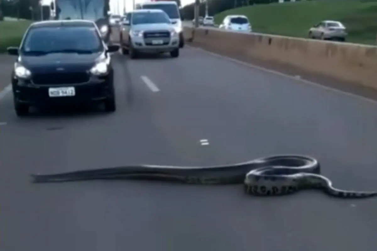 (ویدئو) لحظه عبور آناکوندای غول پیکر از جاده شلوغ