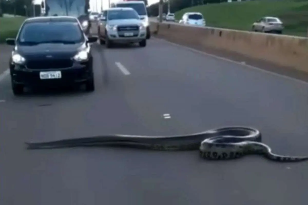 (ویدئو) لحظه عبور آناکوندای غول پیکر از جاده شلوغ