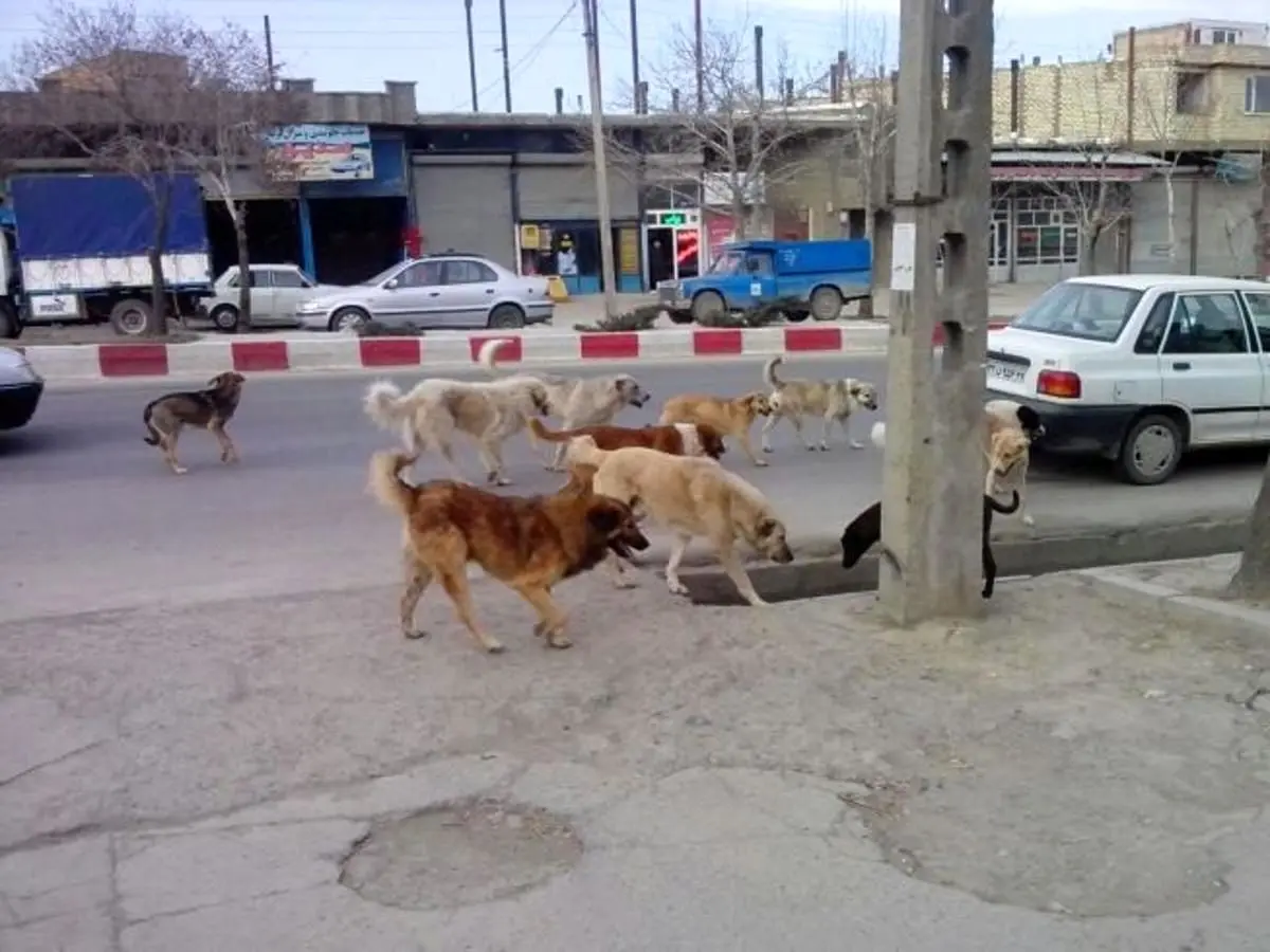 (ویدئو) تجمع عجیب تعدادی زیادی سگ جلوی بانک ملی در تهران!