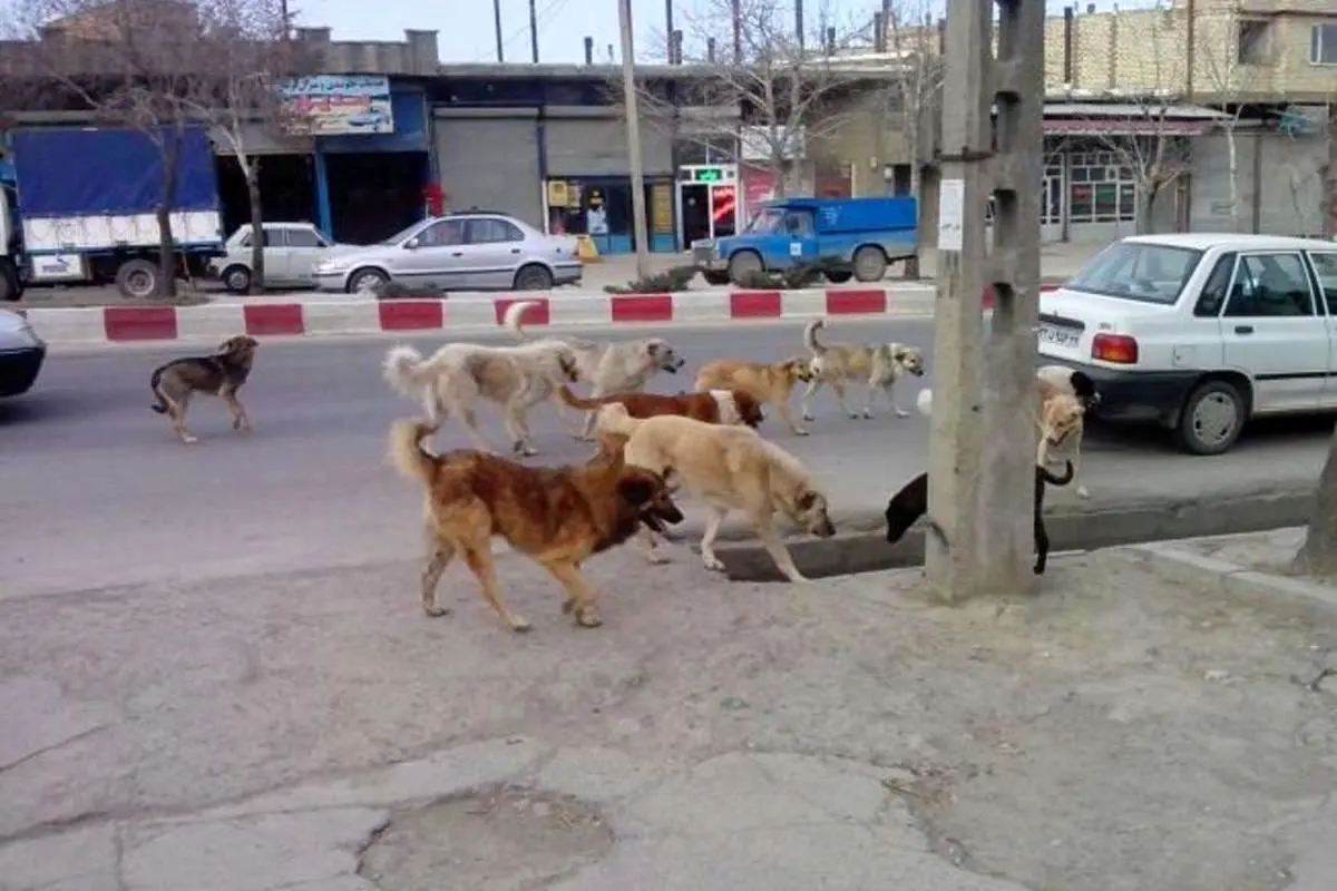 (ویدئو) تجمع عجیب تعدادی زیادی سگ جلوی بانک ملی در تهران!