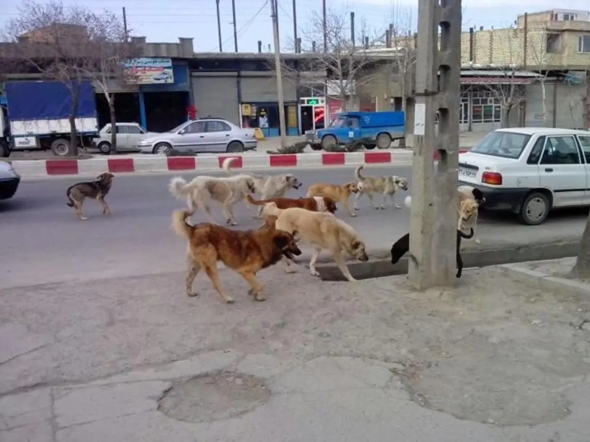 (ویدئو) تجمع عجیب تعدادی زیادی سگ جلوی بانک ملی در تهران!