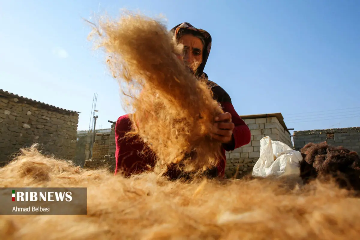 (تصاویر) نمدمالی سنتی، هنر زنان مراوه تپه