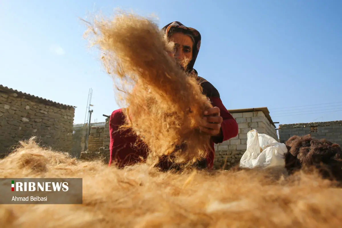 (تصاویر) نمدمالی سنتی، هنر زنان مراوه تپه