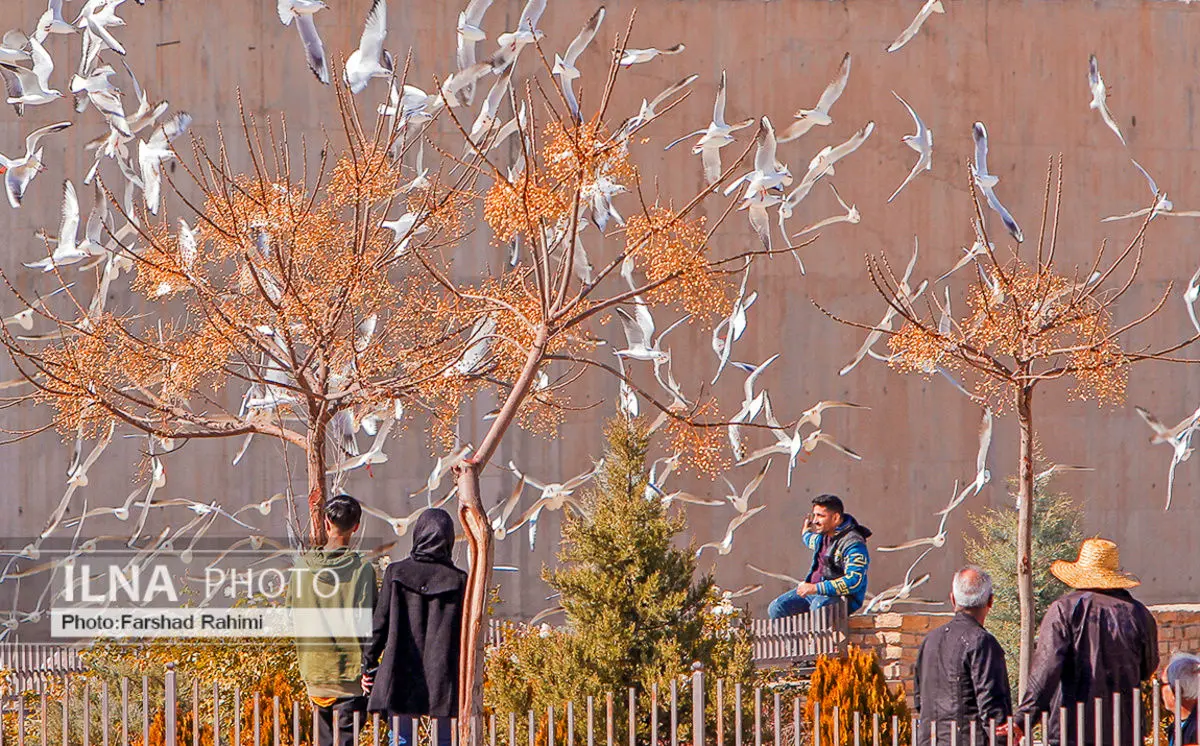 (تصاویر) کاکایی‌ها در شیراز