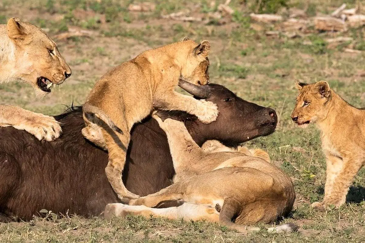 (ویدئو) نجات بوفالوی در حال خورده شدن از چنگال ۱۰ شیر
