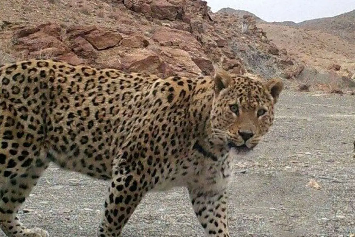 حمله پلنگ به یک مرد در لنگرود