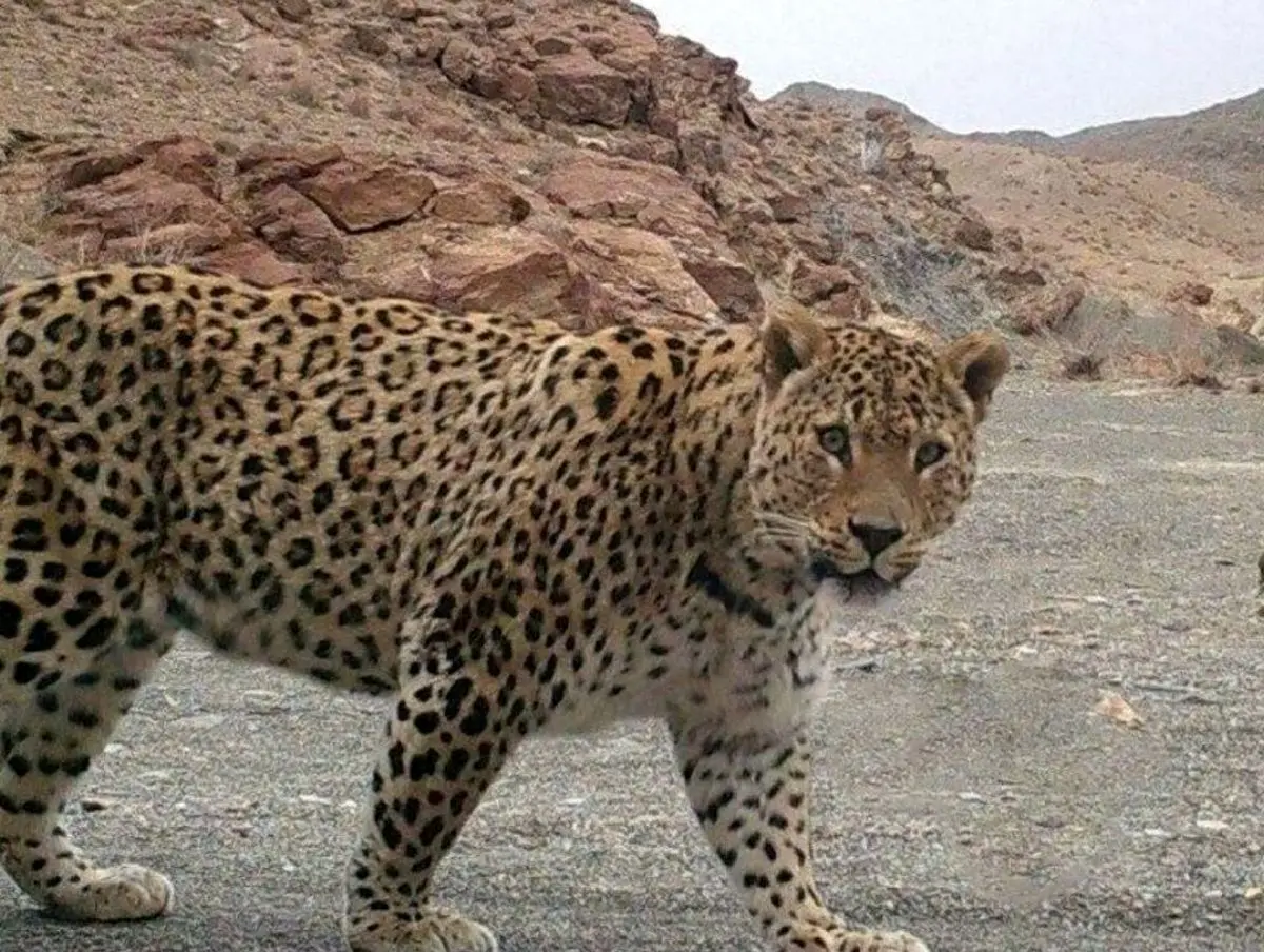 حمله پلنگ به یک مرد در لنگرود